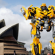 Bumblebee visiting Australia